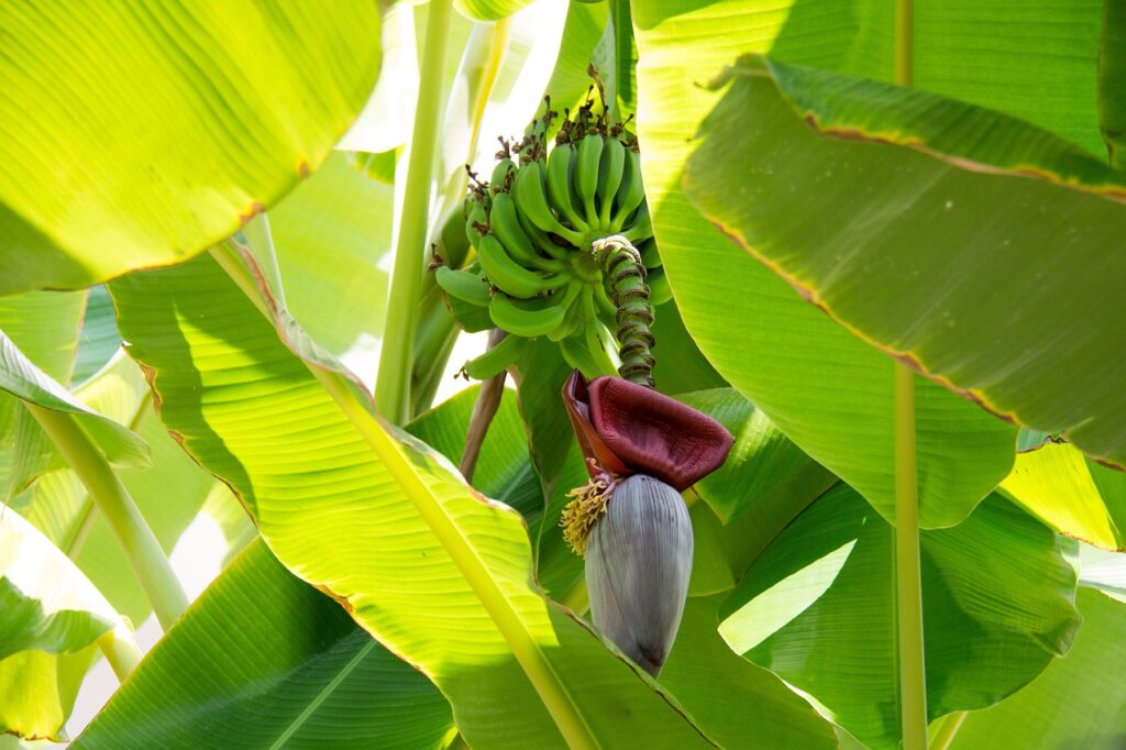 banana, plant, banana tree-981176.jpg